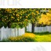 Tło fotograficzne Cytryny 3466